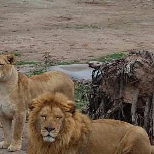 African lions - Peshawar zoo 1/3/2019