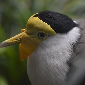 Vanellus miles miles