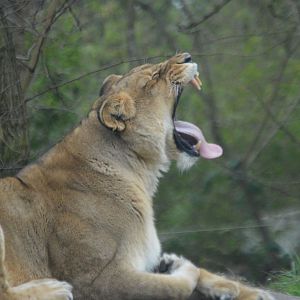 Adia mid-yawn, Panthera leo
