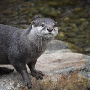 Little Frei, Amblonyx cinerea