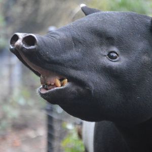 Say cheese!  (Tapirus indicus)