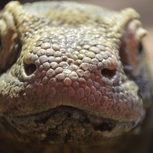 Varanus komodoensis staredown