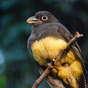 Trogon viridis (New Species on Display)