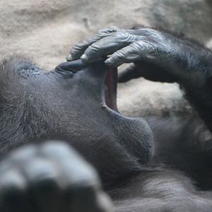 Yola's nap time (Gorilla gorilla gorilla)