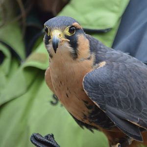 Little Lola, Falco femoralis