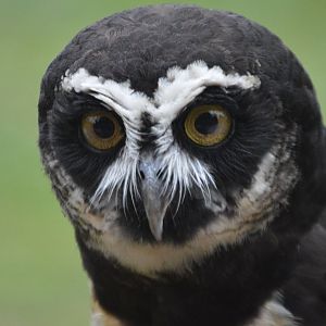 Pulsatrix perspicillata