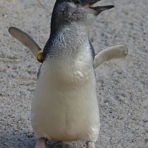 Little Blue Penguin