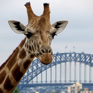 Giraffe at Taronga Zoo, Sydney, 2015