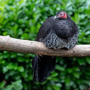 Australian brush-turkey : Hamerton : 05 Jan 2019