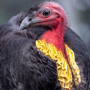 Australian brush-turkey : Hamerton : 05 Jan 2019