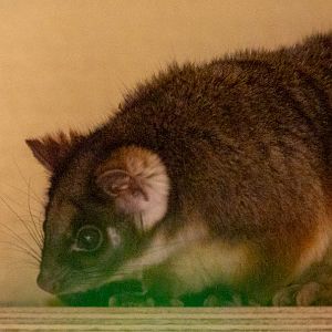 Common ringtail possum : Hamerton : 16 Feb 2019