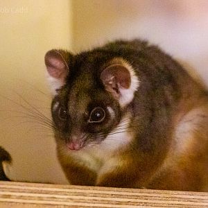 Common ringtail possum : Hamerton : 16 Feb 2019