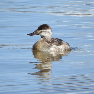 Ruddy Duck female