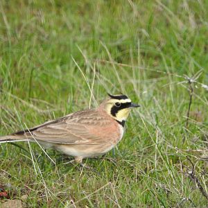 Horned Lark