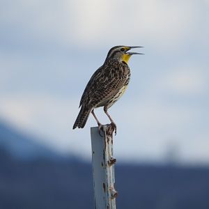 Western Meadowlark