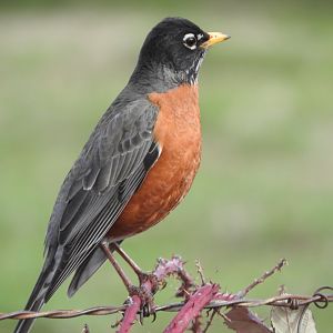 American Robin