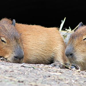 young Capybaras (Hydrochoerus hydrochaerus)