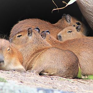 young Capybaras (Hydrochoerus hydrochaerus)