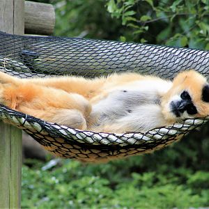 female White-cheeked Gibbon (Nomascus leucogenys)