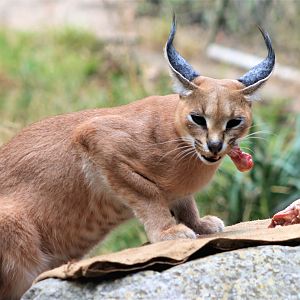 Caracal (Caracal caracal)