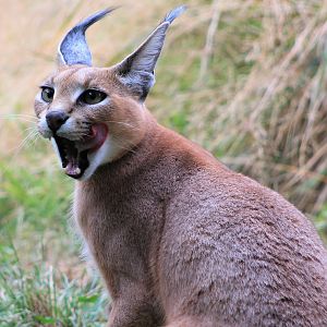 Caracal (Caracal caracal)