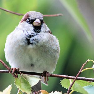 House Sparrow (Passer domesticus)