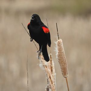 Red-winged Blackbird