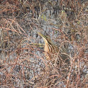 American Bittern