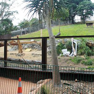 New Capybara exhibit under construction