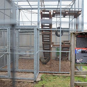 Current Japanese macaques home