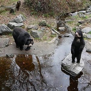 Walnut Time for the Andean Bears @ Duisburg Zoo - YouTube