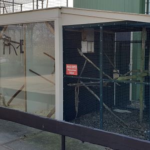 Cotton-top tamarin enclosure