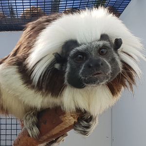 Cotton-top tamarin