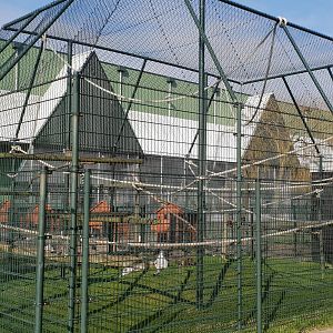 Enclosure Ring-tailed lemur
