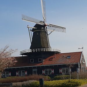 Windmill in the Park