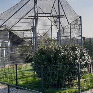Black and white ruffed lemur enclosure