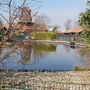 Black swan enclosure