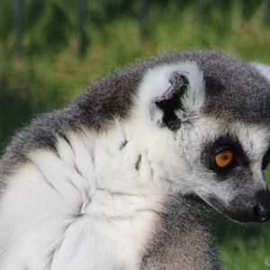 Ring-tailed lemur