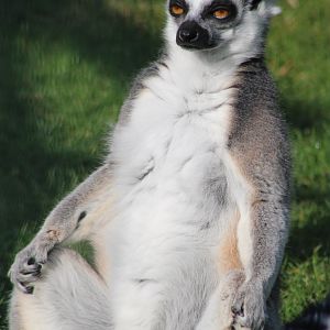 Ring-tailed lemur