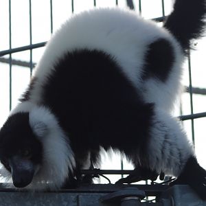 Black and white ruffed lemur