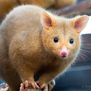 Common brushtail possum (Tasmanian golden possum) : Hamerton : 28 Oct 2018