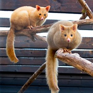 Common brushtail possum (Tasmanian golden possum) : Hamerton : 28 Oct 2018