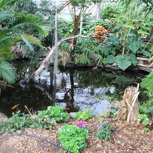 Koi - Turtle pond