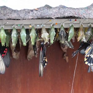 Hatching butterflies