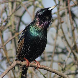 European starling