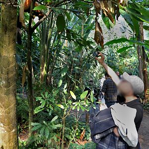 Visitor and red ruffed lemur