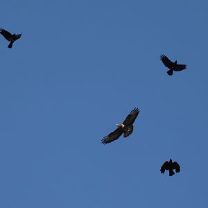 common buzzard mobbed by carrion crows