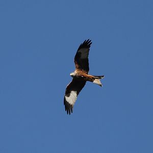 red kite (wild)