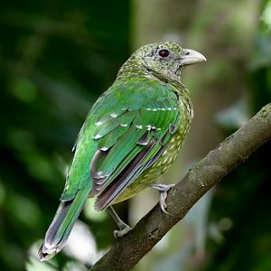 Green Catbird