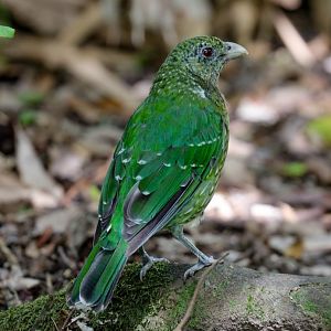 Green Catbird